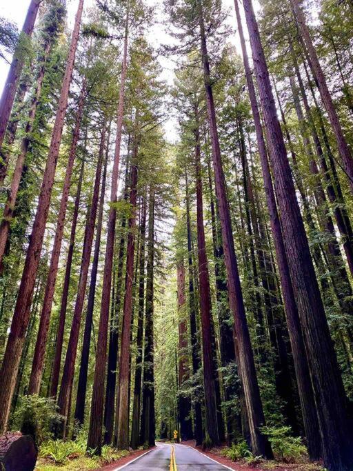 Avenue Of The Giants Pepperwood Place Miranda Dış mekan fotoğraf